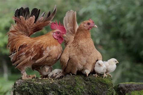 Rooster vs. Hen: Know Before They Crow .